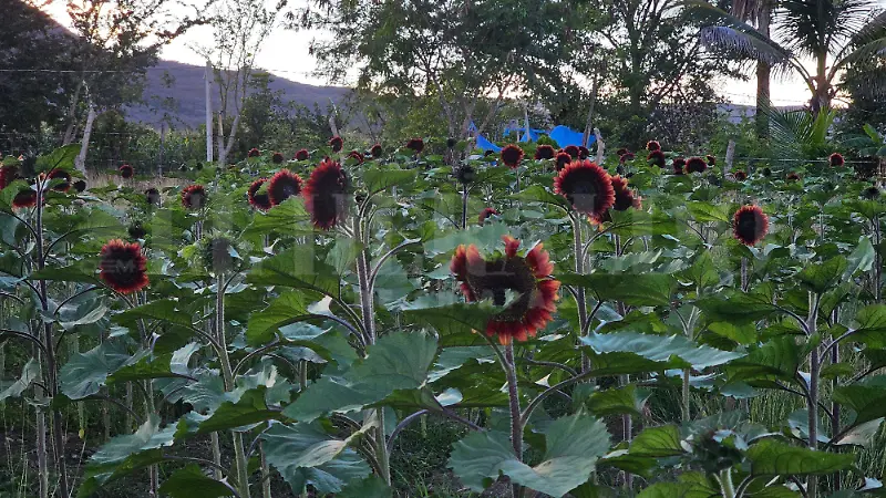 Girasoles rojos